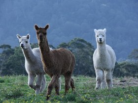 alpacas