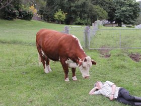 cows