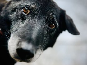 other dogs