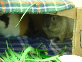 Harriet