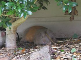 guinea pigs
