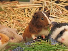 guinea pigs 2018-2024