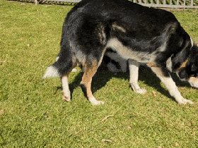 2023-09-16-the-kibble-ballet.gif